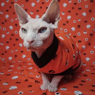 Halloween oddities - Thumbnail 2