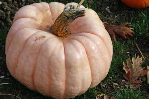 Pumpkinsさん専用 Glitzhome® Multi Striped Glass Pumpkin & Gourd Set | Michaels