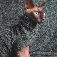 Evergreen - Fluffy - Thumbnail 2