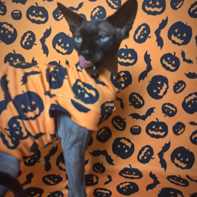 Jack-n'-bats - sweaterknit - Thumbnail 1