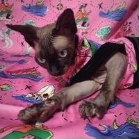 My Cat Found Neverland - Thumbnail 2