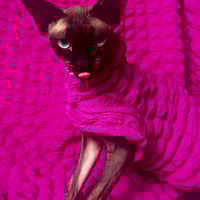 Loveless Pink - Catbumps - Thumbnail 1