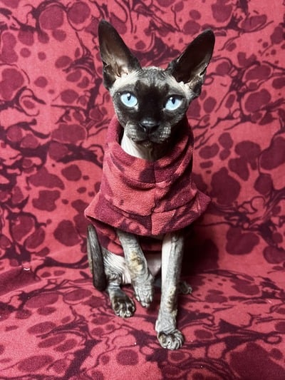Biomorphic - Luxe Fleece