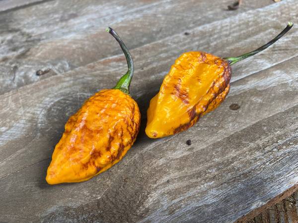 Hallows Eve Halloween Hot Pepper Premium Seed Packet